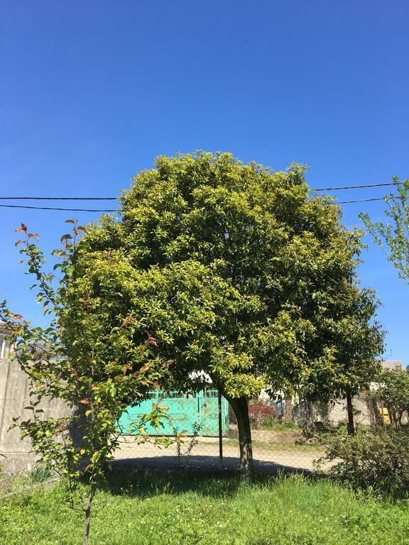 Homestay In Batumi Дом В Чакви Екстериор снимка